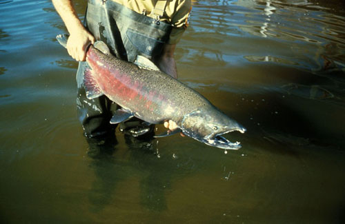 Chinook salmon, Oncorhynchus tshawytscha: The scientific name for Chinook salmon, Oncorhynchus tshawytscha, is derived from the Greek words “onkos” (hook), “rynchos” (nose), and “tshawytscha” (the common name for the species in Siberia and Alaska). New scientific information and analyses about the Southern Resident population of killer whales and the extent of their reliance on salmon – particularly large chinook salmon – strongly suggest that chinook abundance is very important to survival and recovery of these whales. Fisheries coast wide are potentially affected by the extensive range of both chinook salmon and killer whales.  Photograph courtesy of  U.S. Geological Survey.